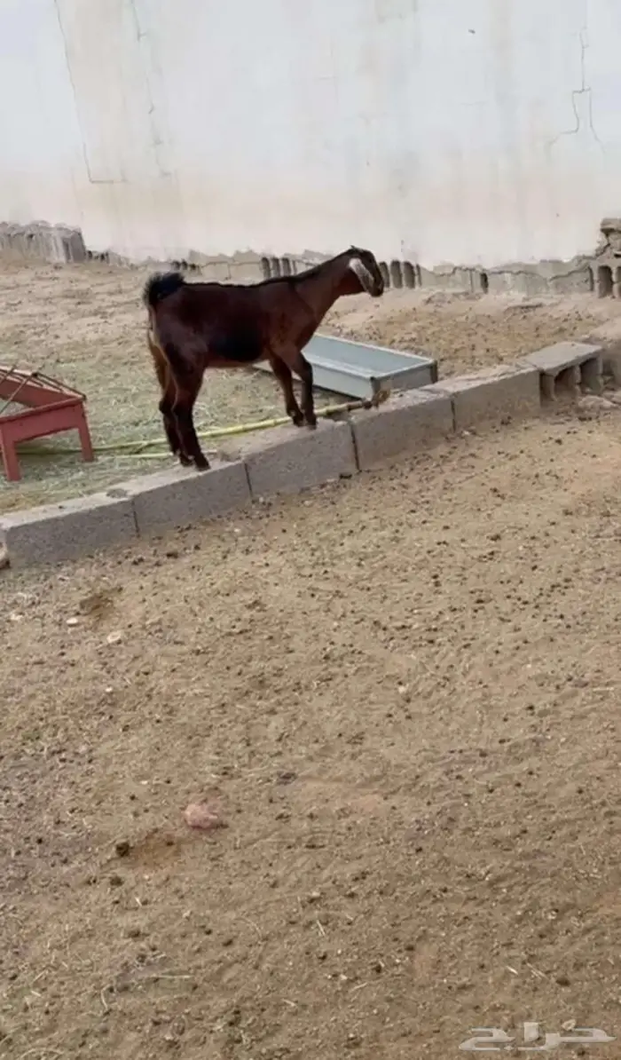 عنز صنف ثنيه 0