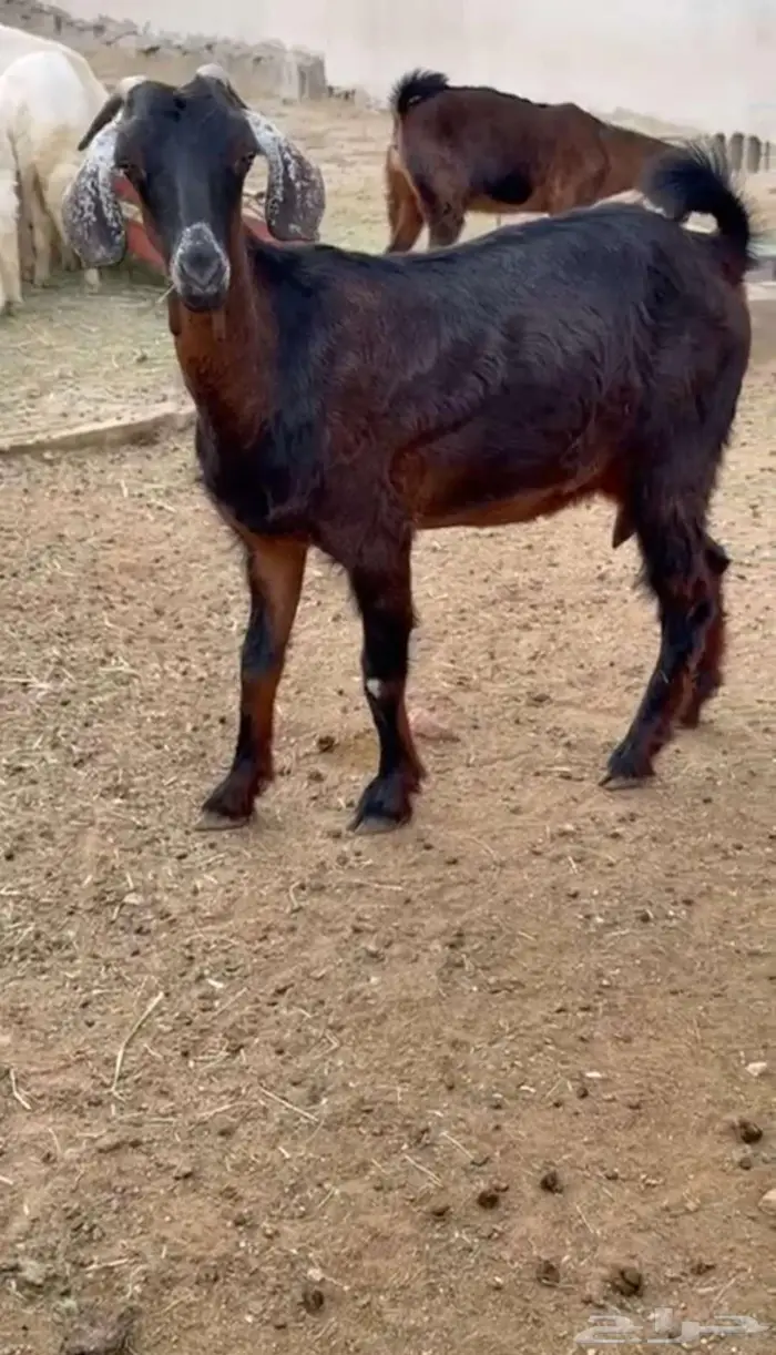 عنز صنف ثنيه 1