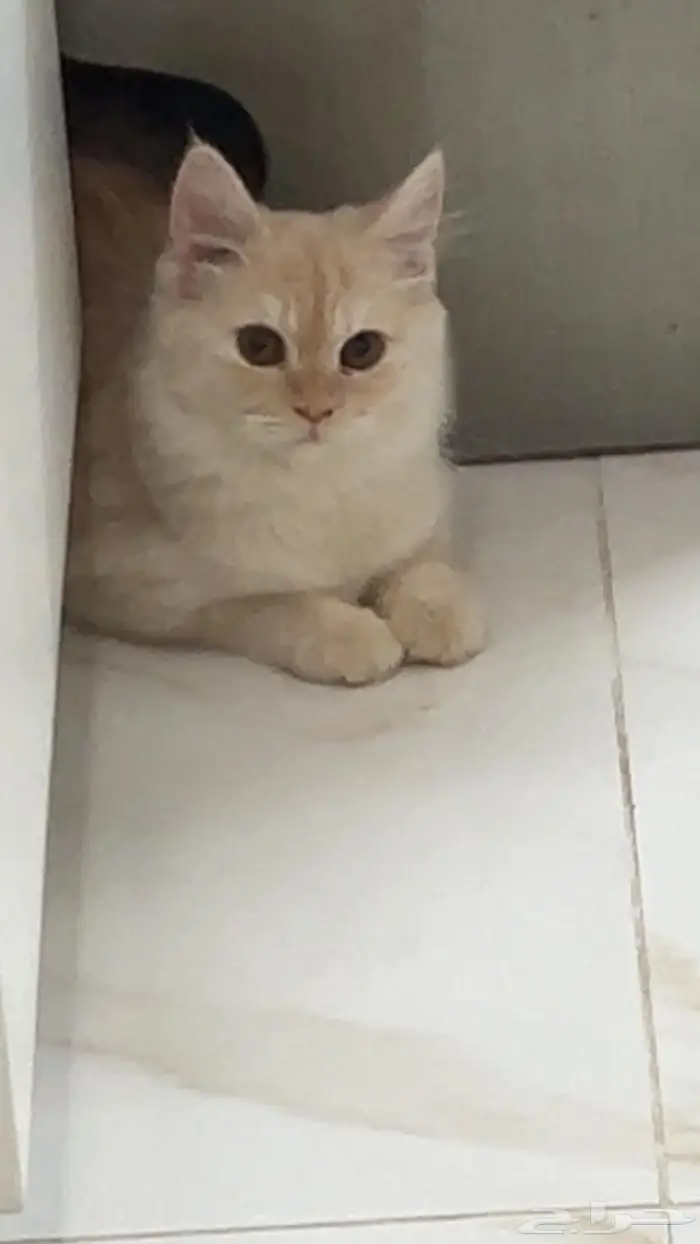 للتبني قطتين بني كراميل وابيض شيرازي 15