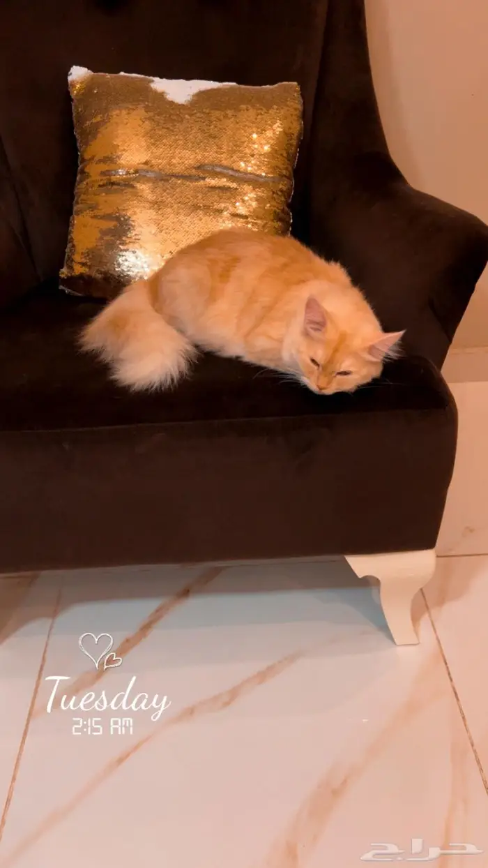 للتبني قطتين بني كراميل وابيض شيرازي 5