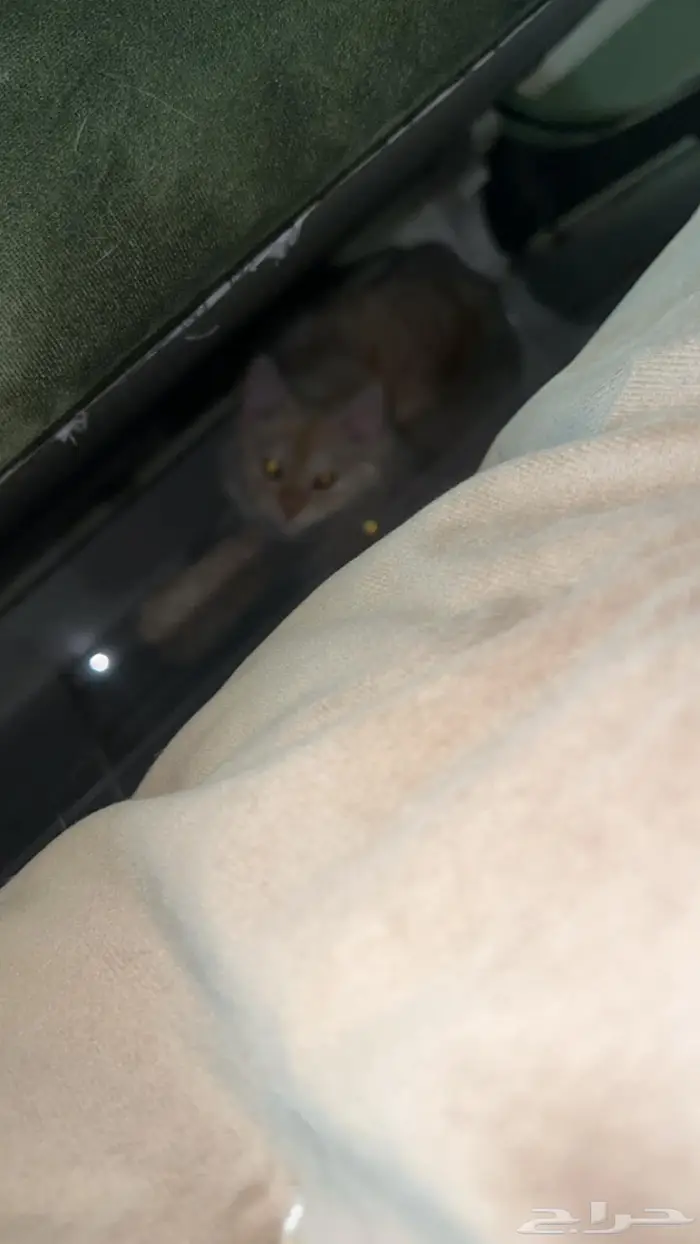 للتبني قطتين بني كراميل وابيض شيرازي 6