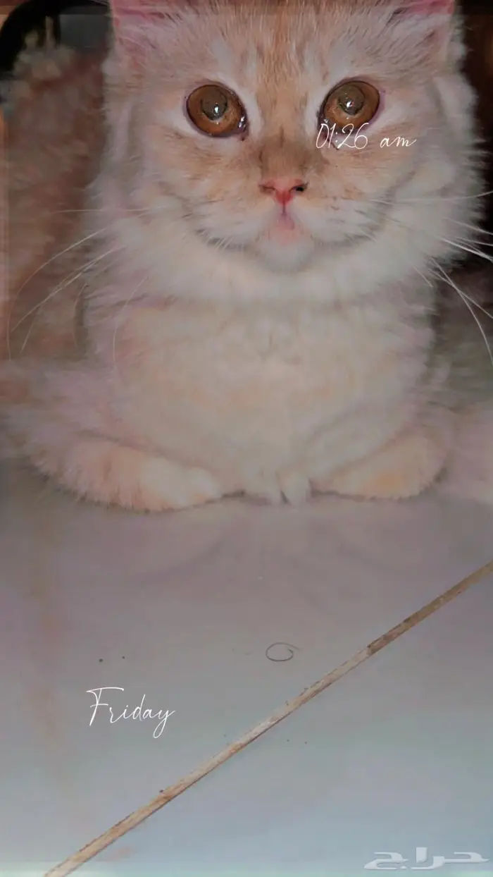 للتبني قطتين بني كراميل وابيض شيرازي 14