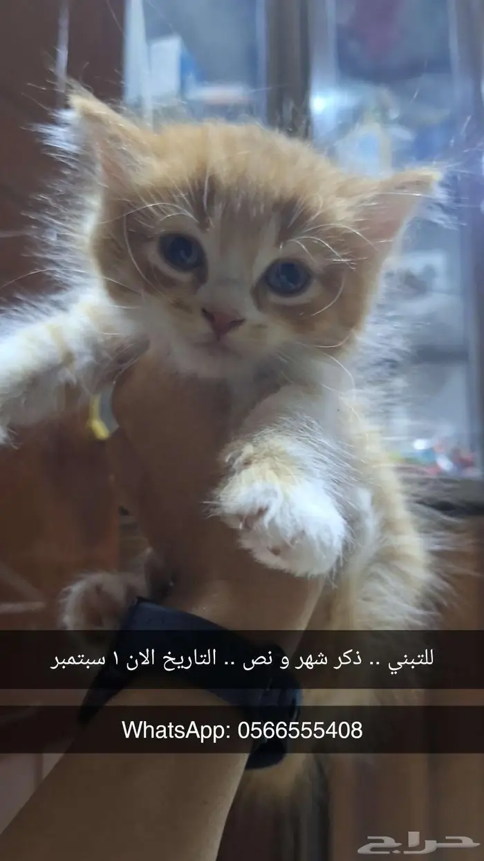 قطط للتبني 7