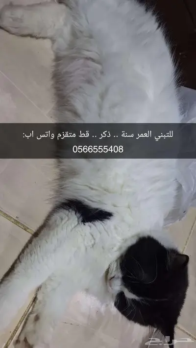 قطط للتبني index