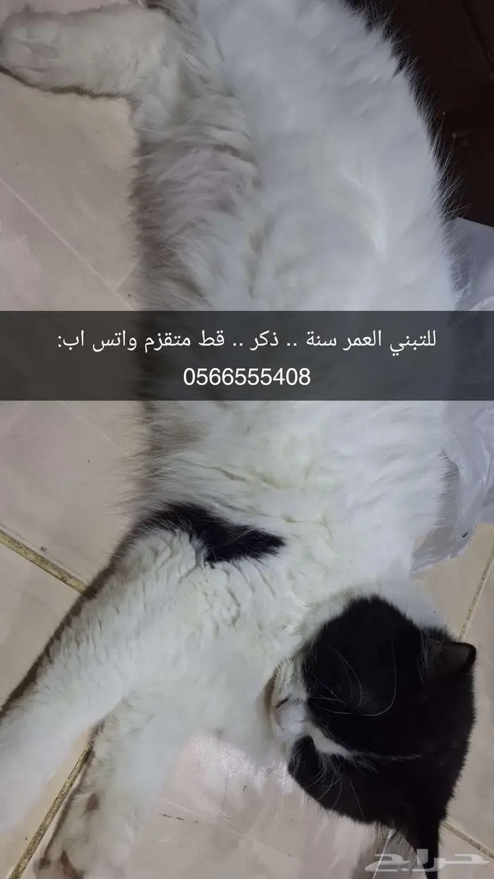 قطط للتبني 3