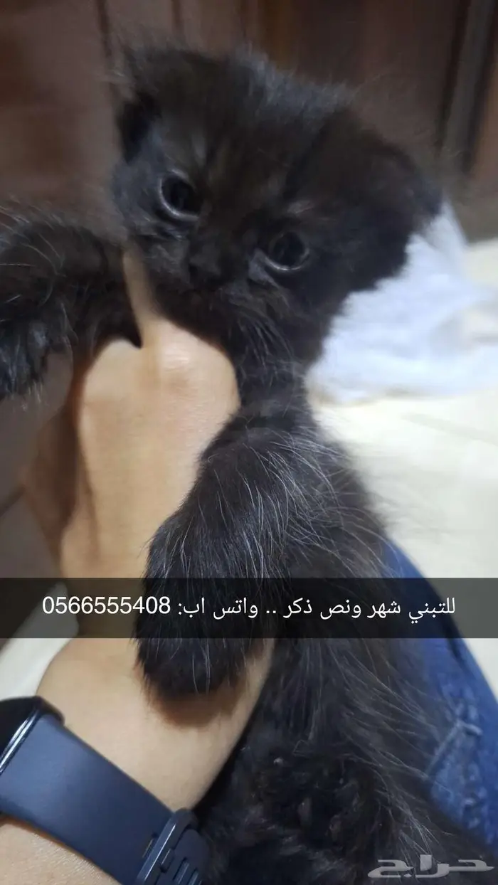 قطط للتبني 6