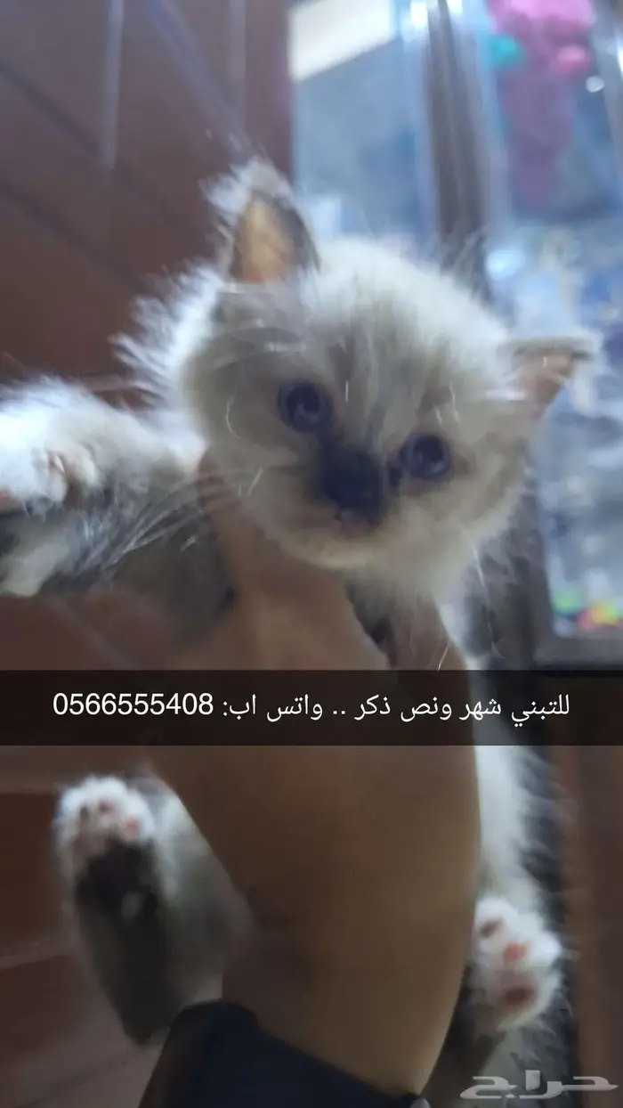 قطط للتبني 8