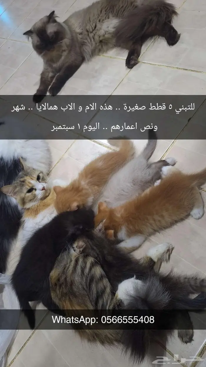 قطط للتبني 2