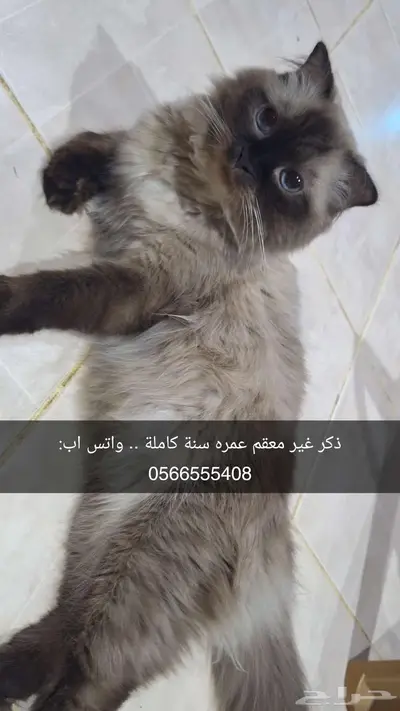 قطط للتبني index