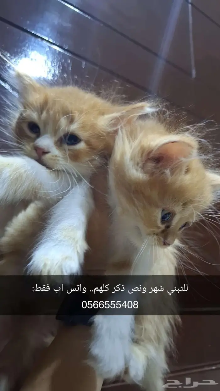 قطط للتبني 5