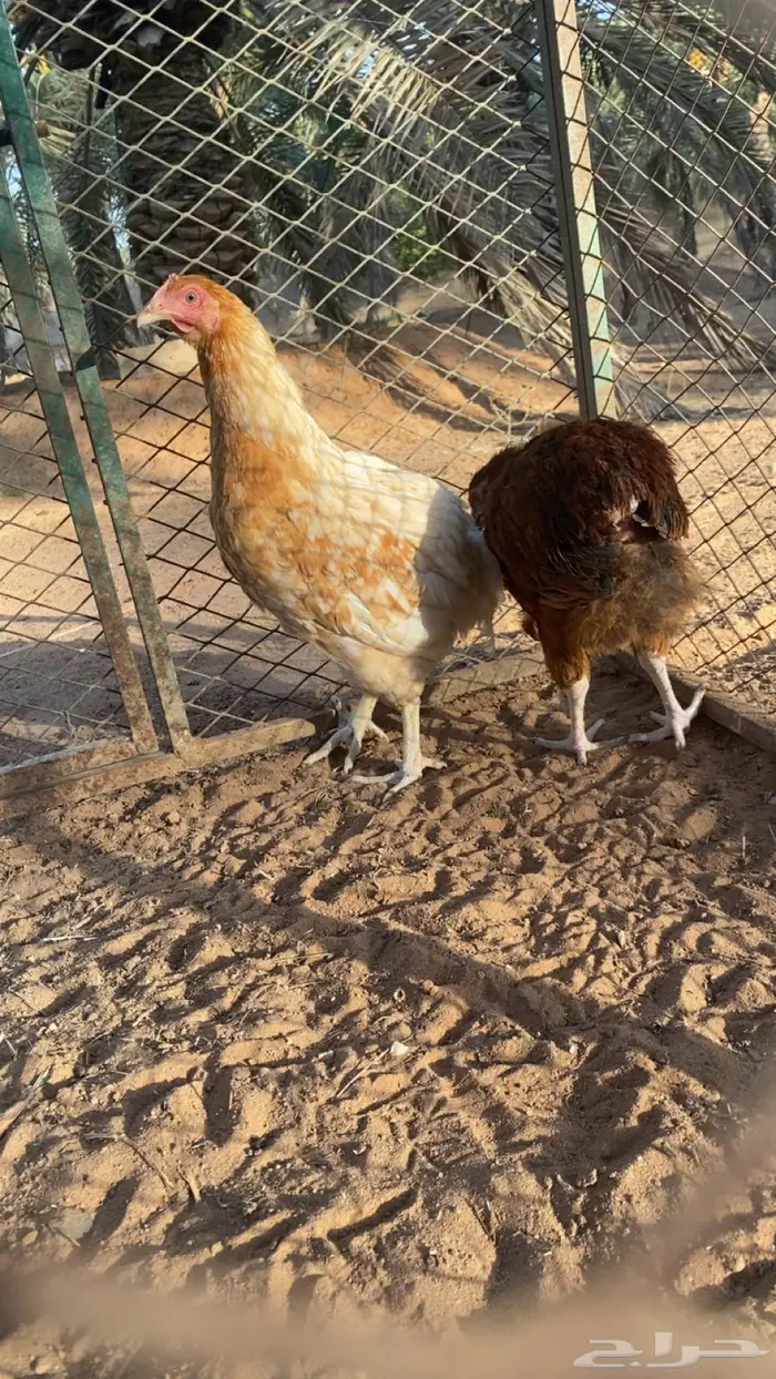 بشاير دجاج لوهمان 1