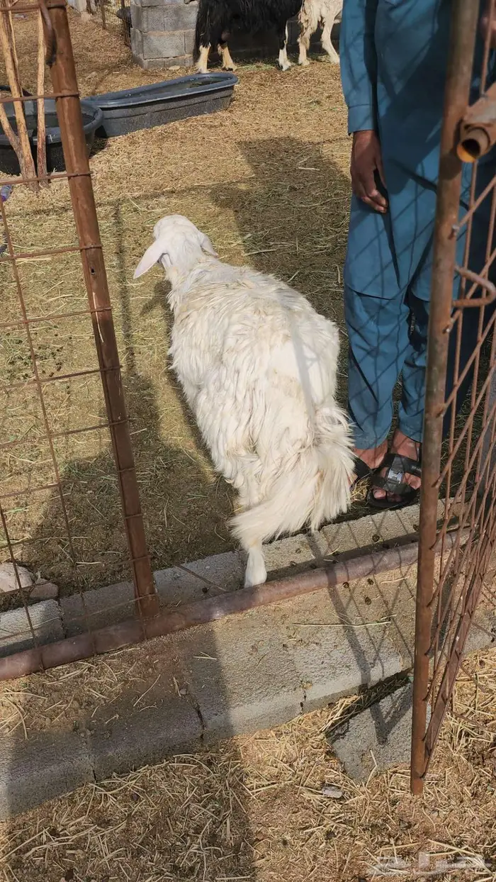 طليان 6
