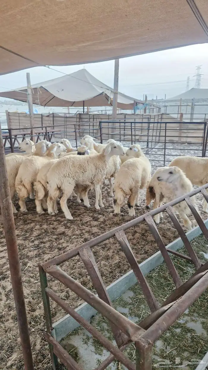 ذبايح حري تيوس سواكن 5