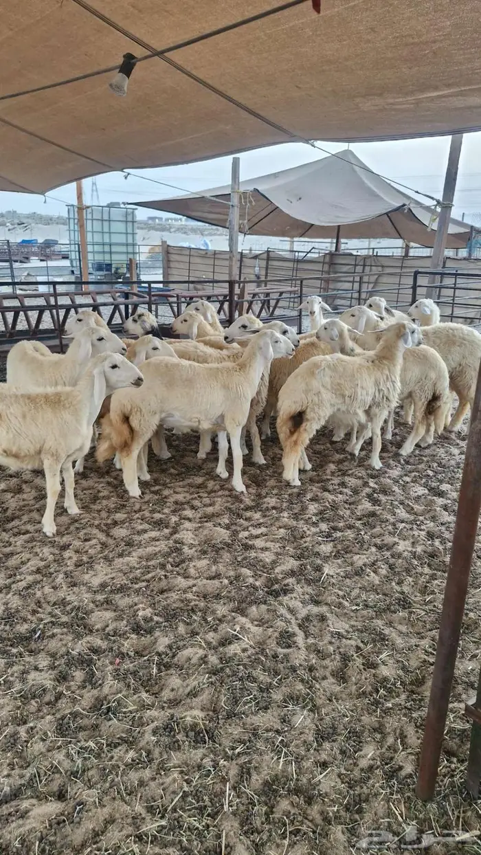 ذبايح حري تيوس سواكن 6