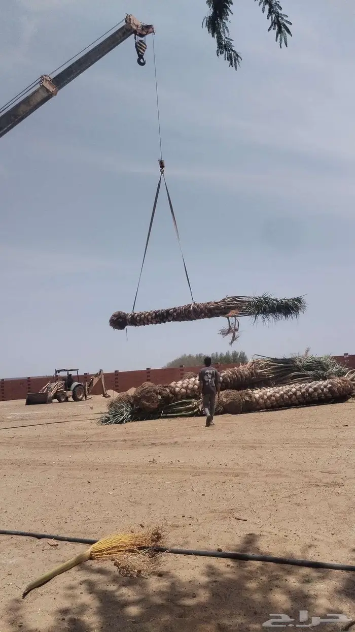 انخل للبيع 9