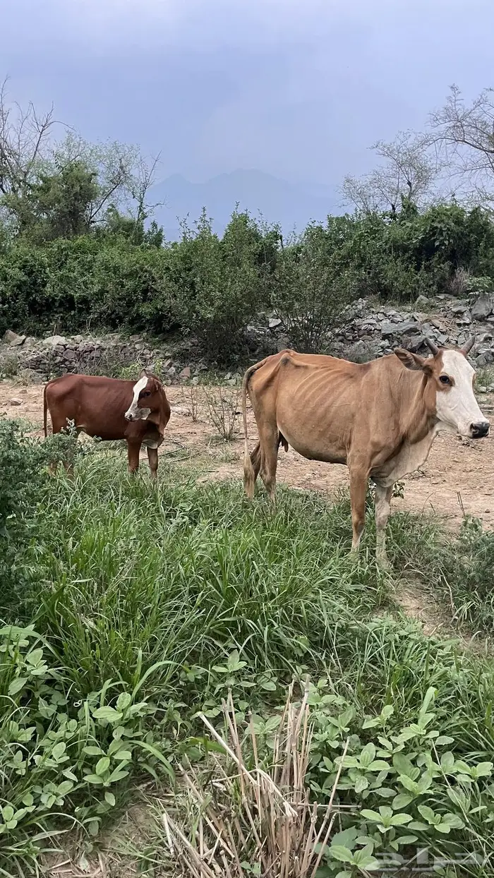 بقر بلدي مناتيج اولادها كبار 3