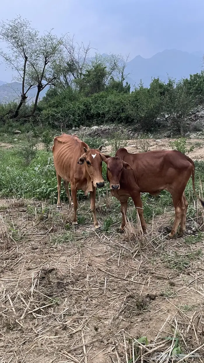 بقر بلدي مناتيج اولادها كبار 1