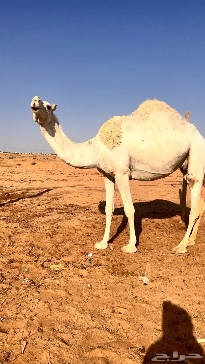 لقحات للبيع 1