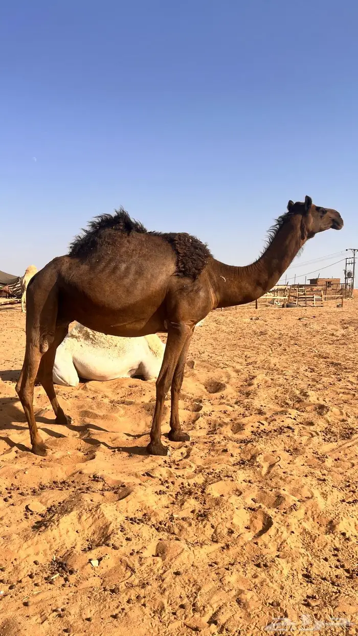 لقحات للبيع 2