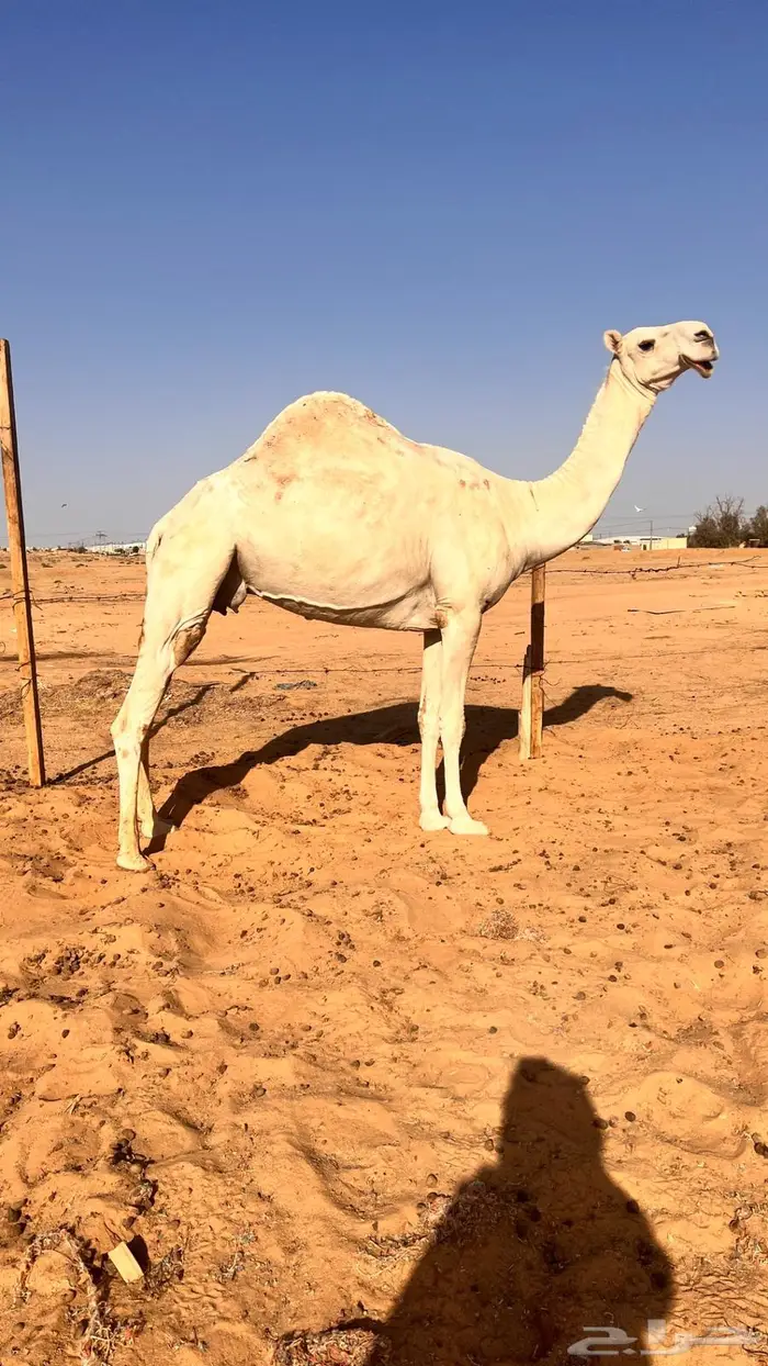 لقحات للبيع 0