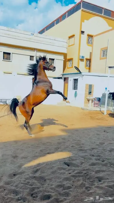 حصان واهو للبيع مستعجل index