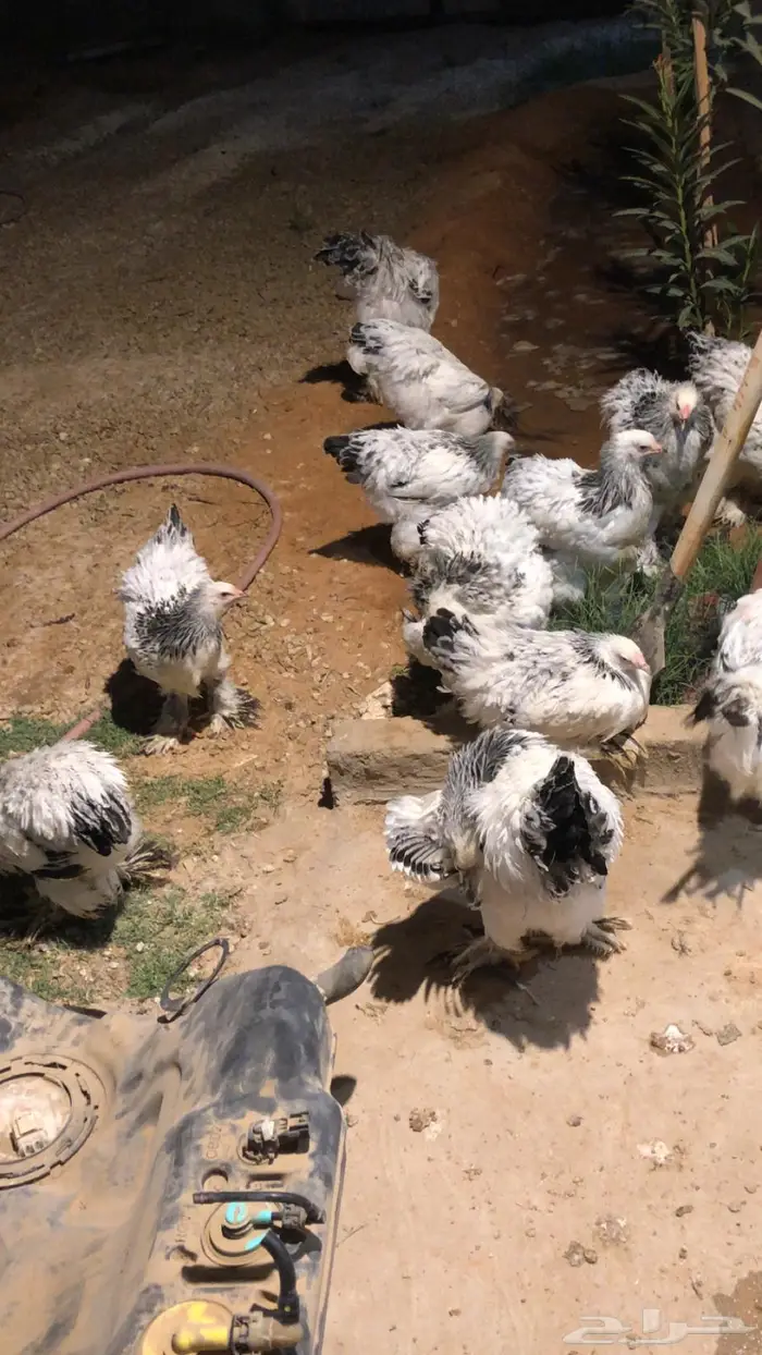 دجاج براهما و اصواص 0