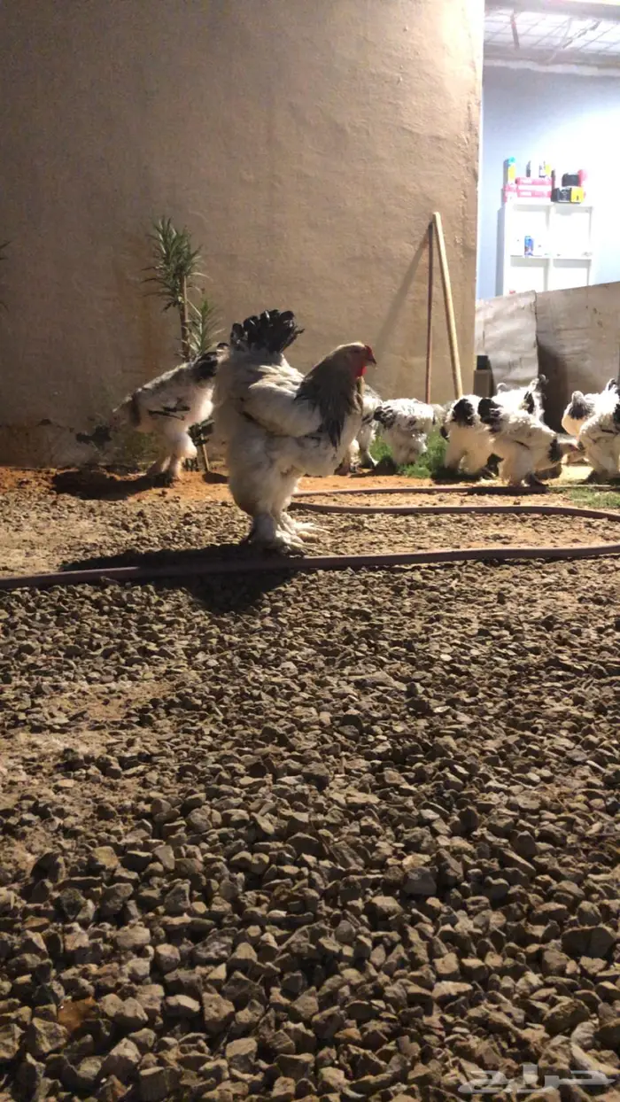 دجاج براهما و اصواص 1