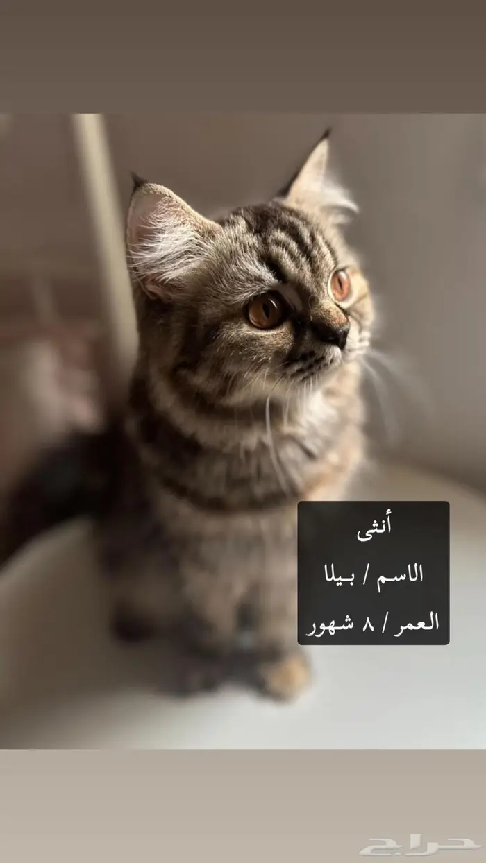 قطط للتبني .. 0
