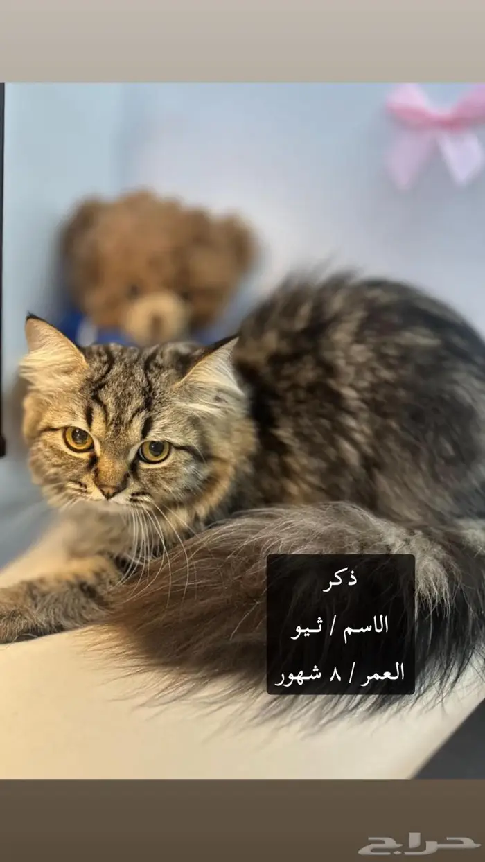قطط للتبني .. 1