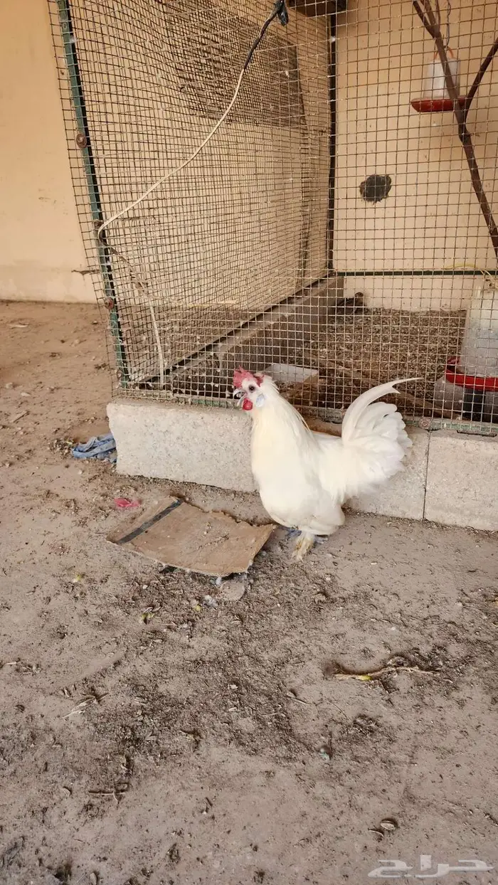 ديك أبيض مكس سلكي فيومي 2