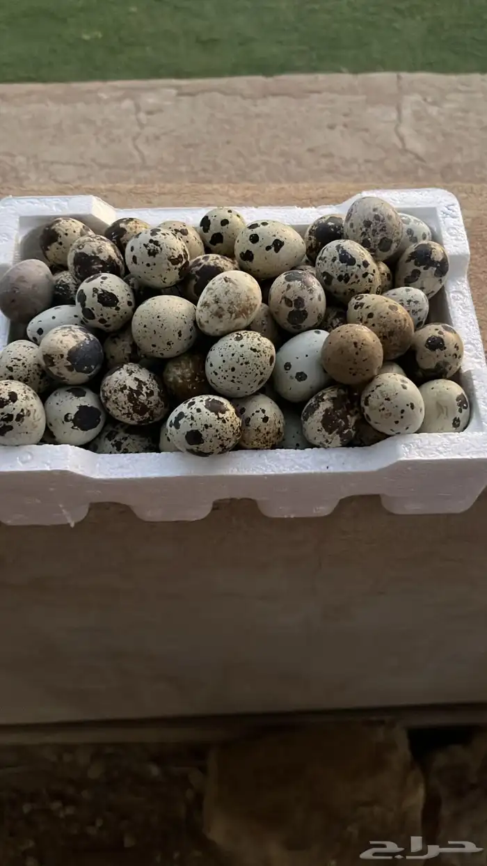 بيض سمان 0