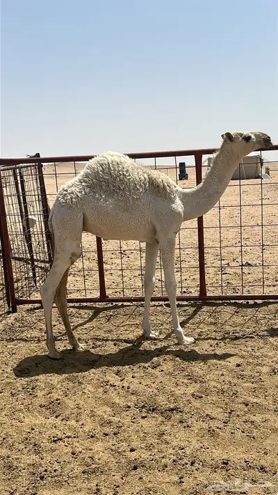 حاشي سمين على علف وحليب عمره تقريبا 7 شهور السعي والنقل عل 0