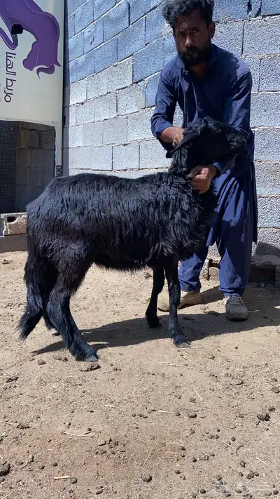 طليان هجين نجدي وساكني index