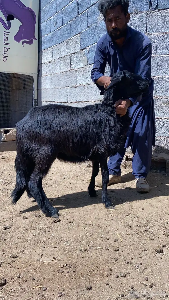 طليان هجين نجدي وساكني 0
