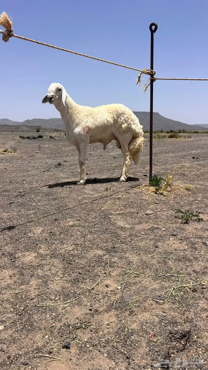 للبيع مشروع فحل حري صنف من حلال السويهري 1