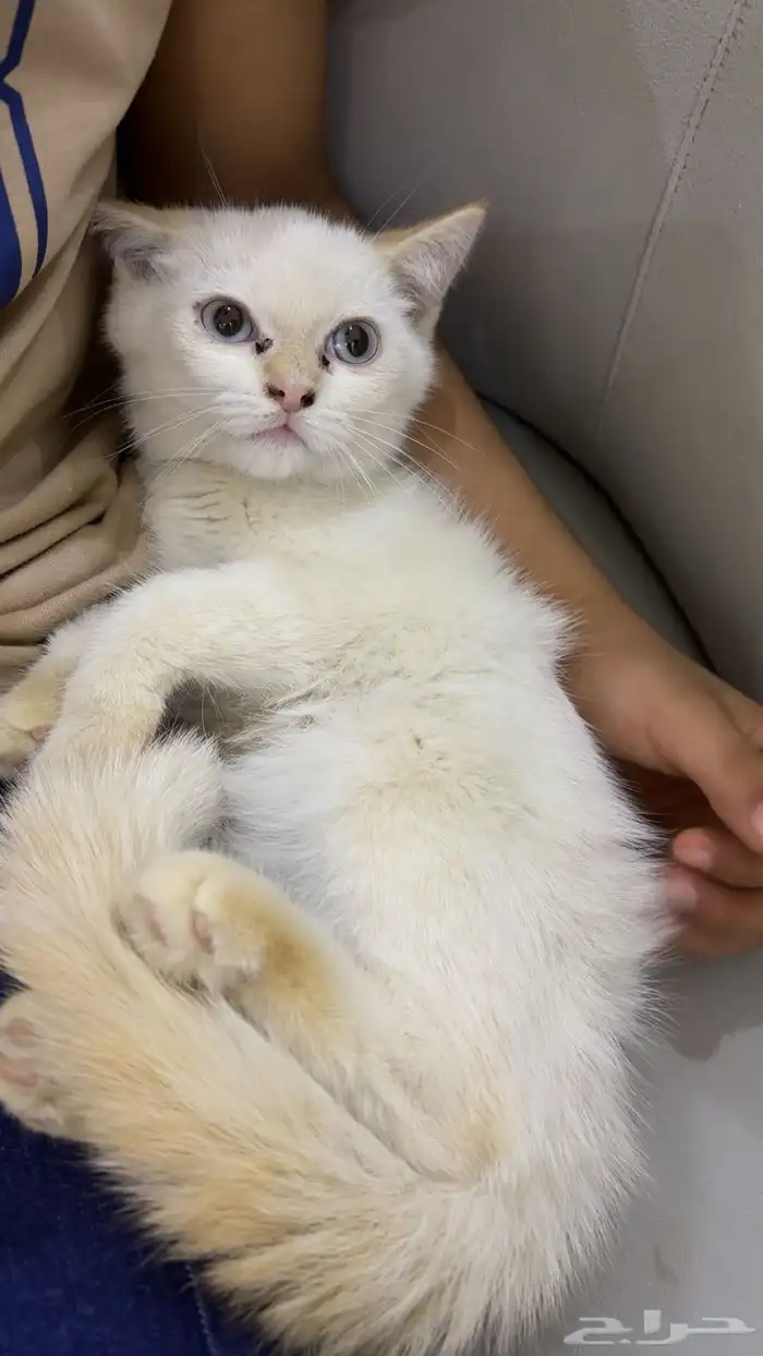 قط شيرازي هملايا 2