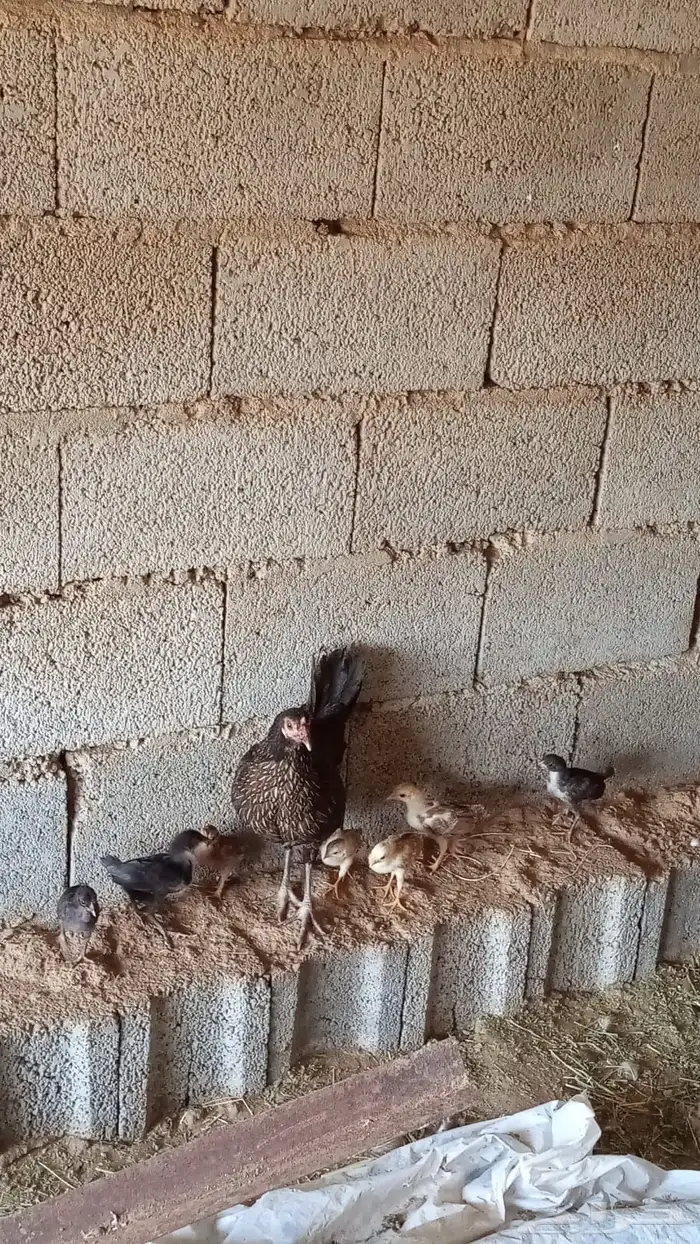 محايل عسير الكسر 0