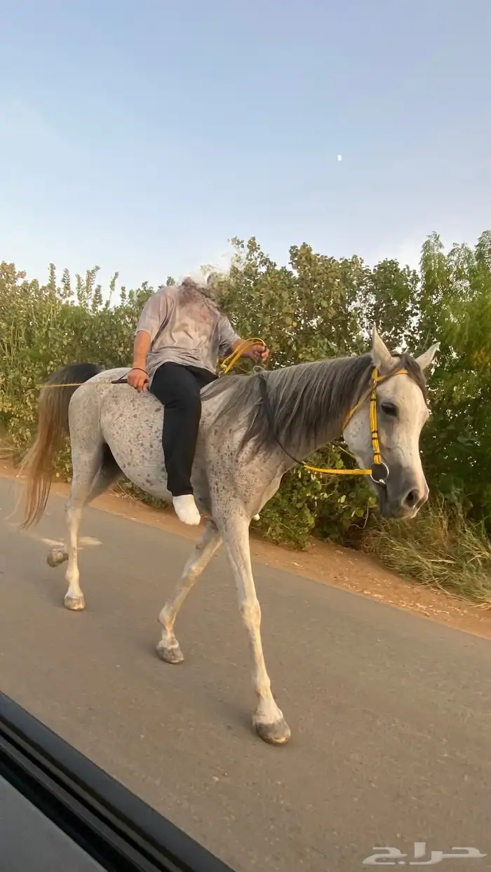 فرس تنافس الواهو 3