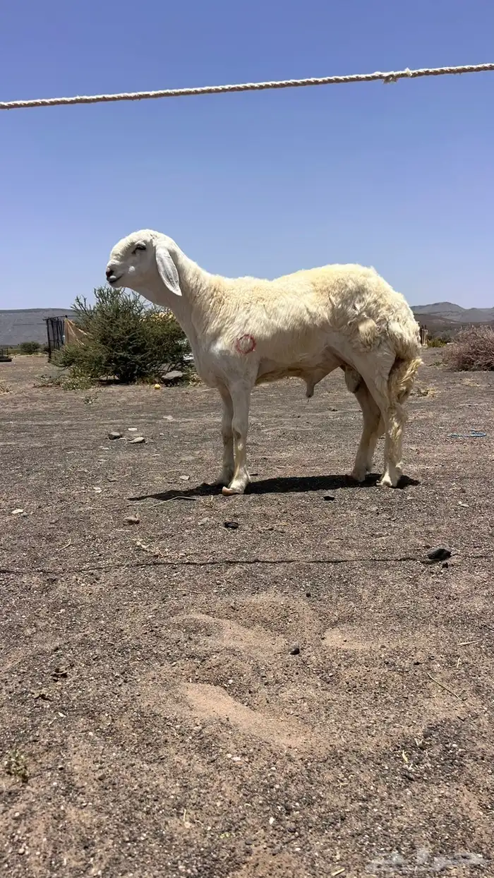 للبيع مشروع فحل حري صنف من حلال السويهري 2