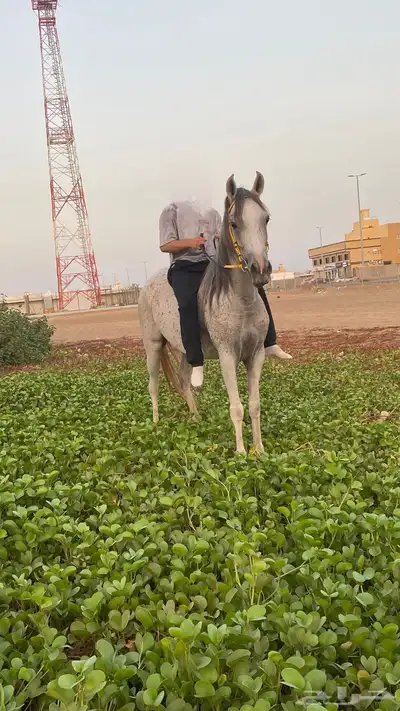 فرس index