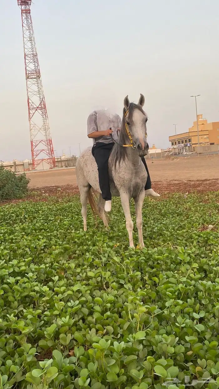 فرس تنافس الواهو 0