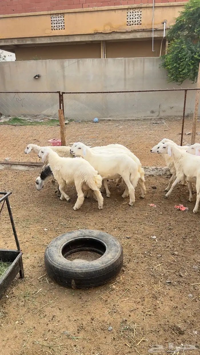 حلال للبيع - الباحة - المخواة 2
