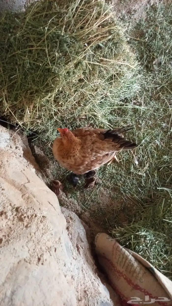 محايل عسير الكسر 1
