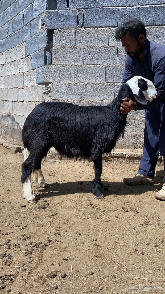 طليان هجين نجدي وساكني 2