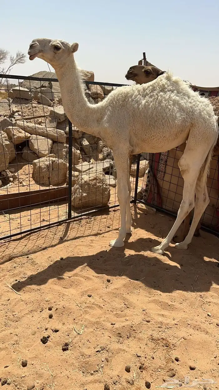 للبيع خلفه وضحاء معها بكره باتليه كفوو 1