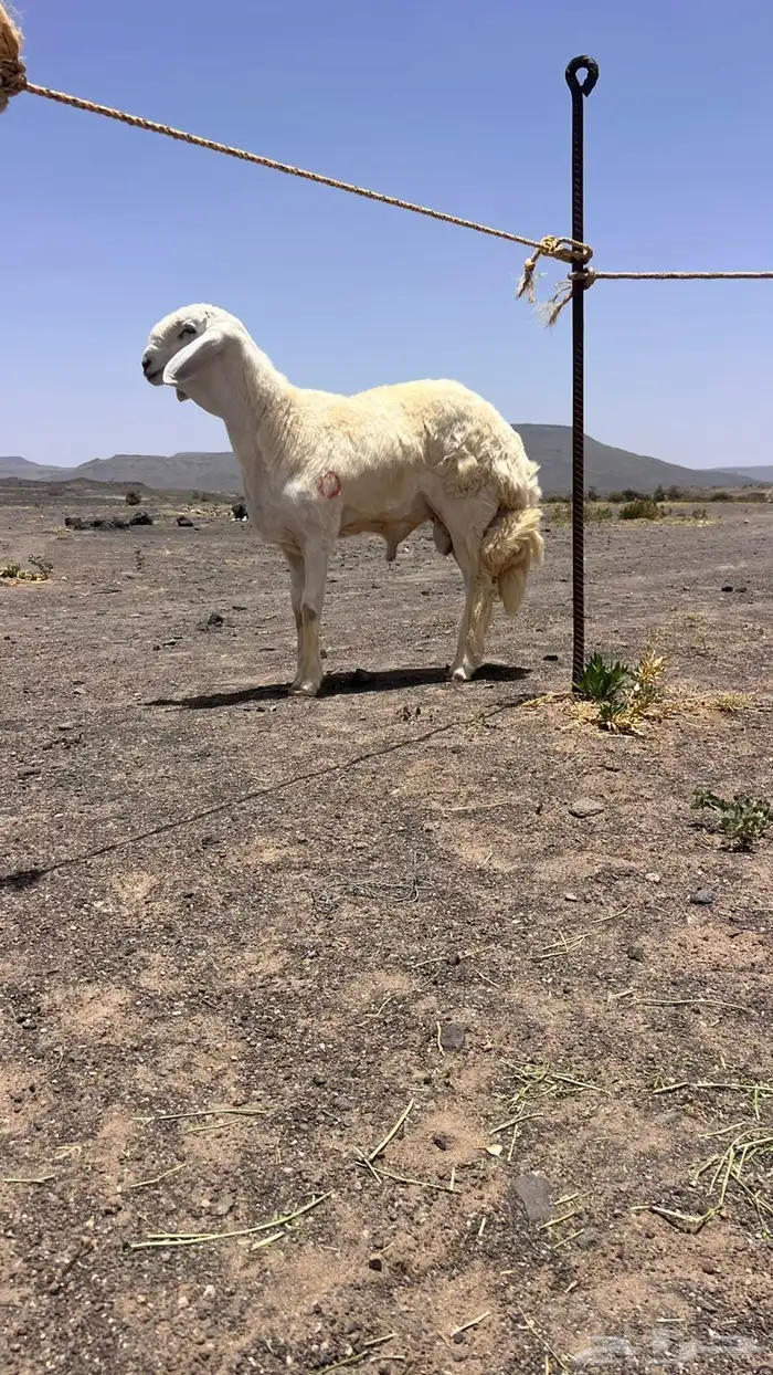 للبيع مشروع فحل حري صنف من حلال السويهري 0