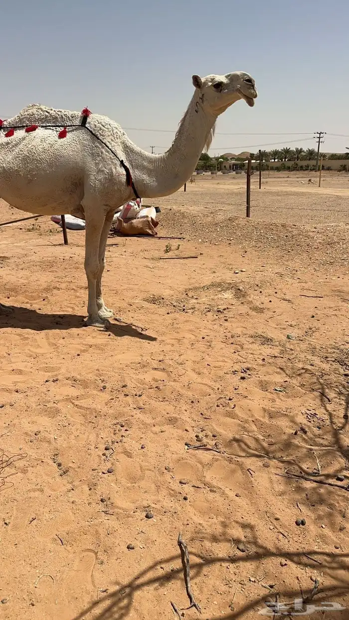 للبيع خلفه وضحاء معها بكره باتليه كفوو 0
