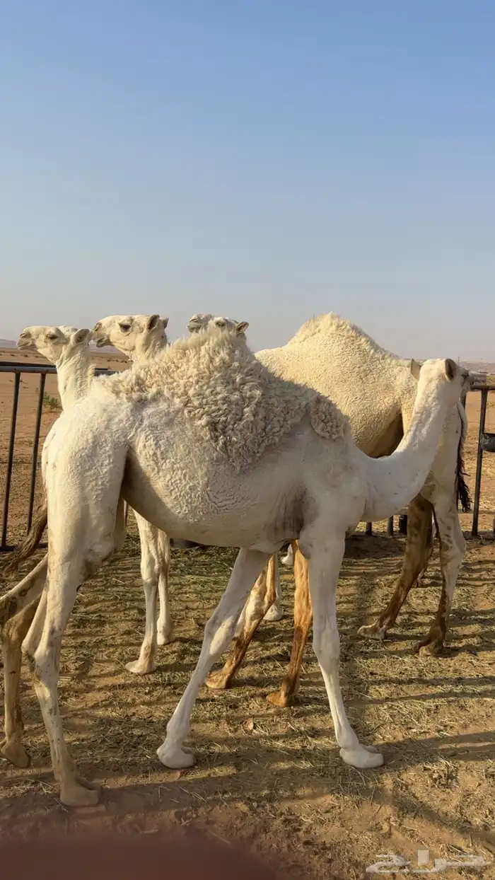 بكرة مفرودة طايشة 1
