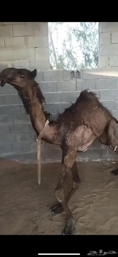 بكره مجهم مفروده 0
