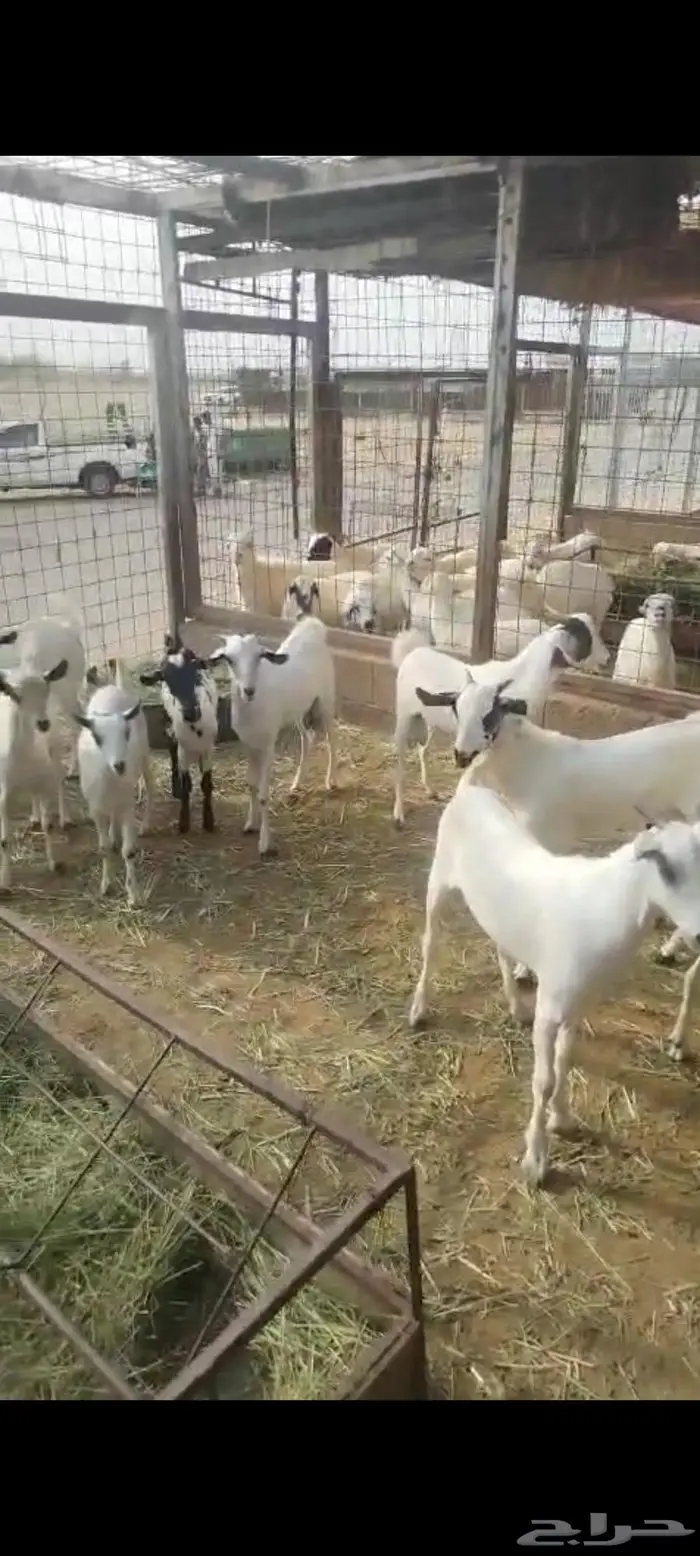 تيوس 3